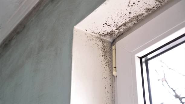Best Mold Remediation for Vacation Homes  in Lyons, OR