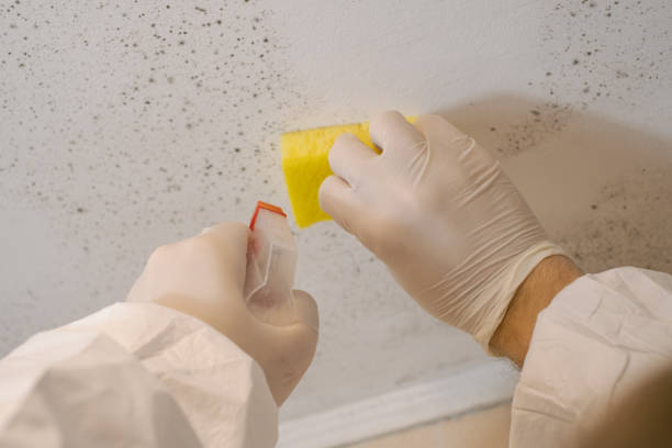 Best Black Mold Removal  in Lyons, OR