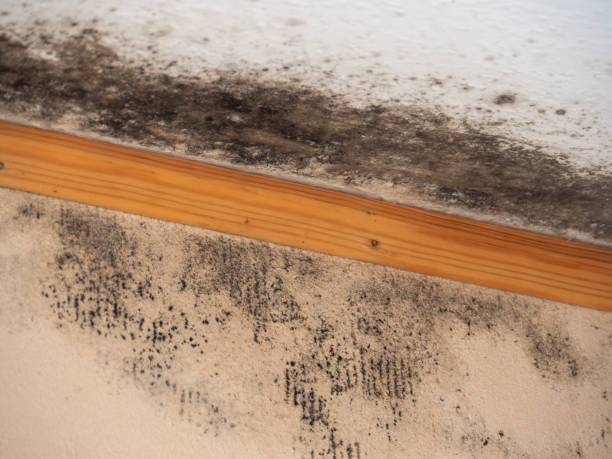 Best Commercial Mold Inspection  in Lyons, OR