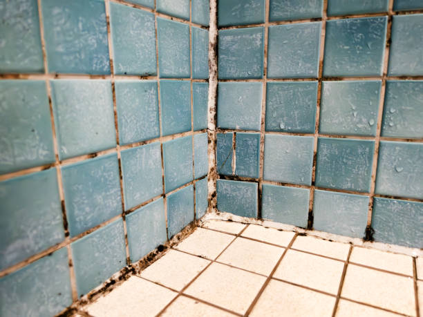 Best Mold Prevention Services  in Lyons, OR