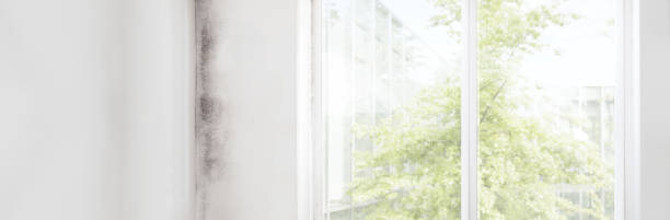 Best Comprehensive Air Testing for Mold Contaminants  in Lyons, OR