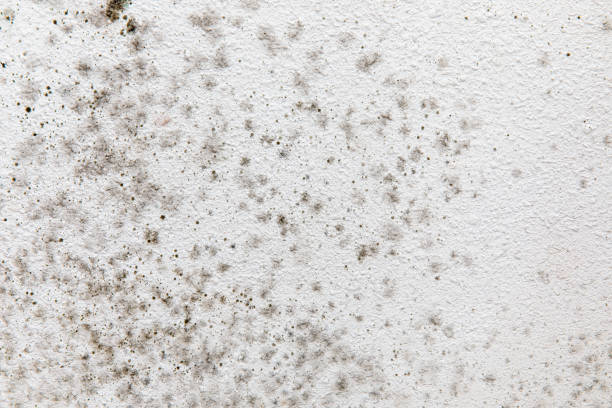 Mold Remediation for Vacation Homes in Lyons, OR