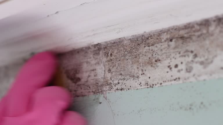 Mold Documentation for Insurance Claims in Lyons, OR